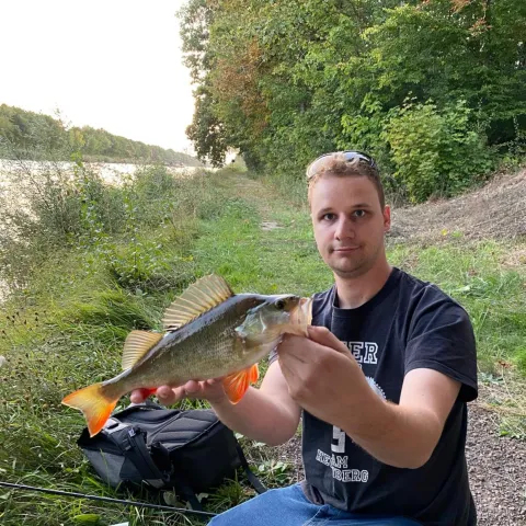 Flussbarsch