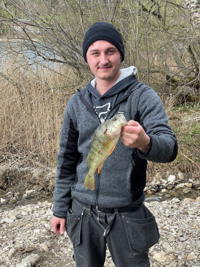 Flussbarsch