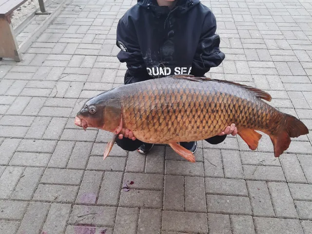 Karpfen