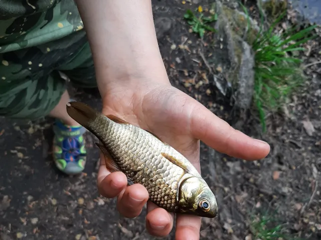 Giebel