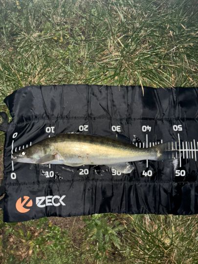 Zander