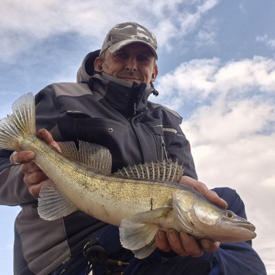 Zander
