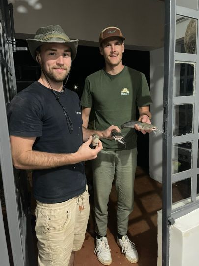 Afrikanischer Raubwels