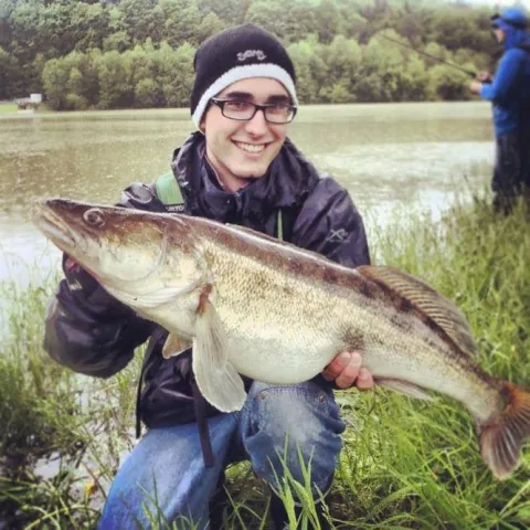 Zander
