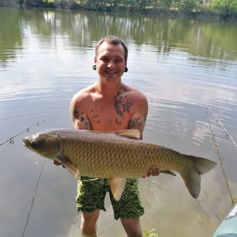 Graskarpfen