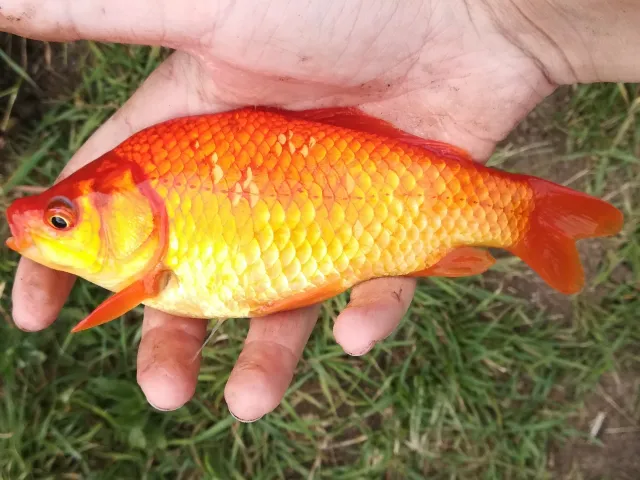 Goldfisch