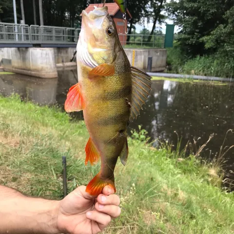 Flussbarsch