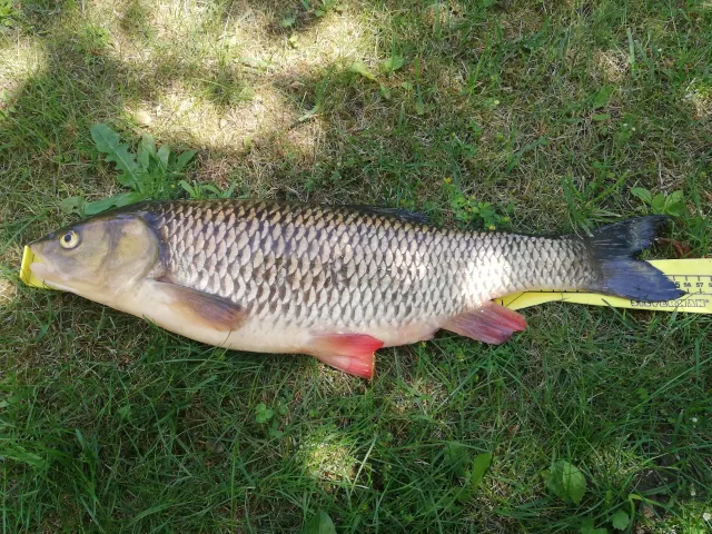 Döbel