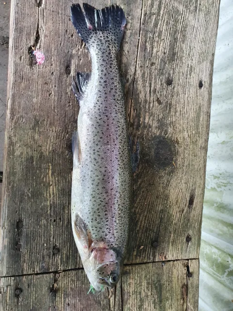 Regenbogenforelle