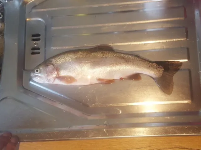 Regenbogenforelle