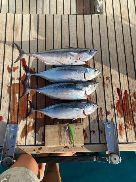 Bonito