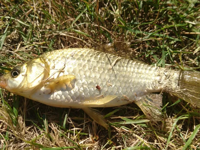 Karausche