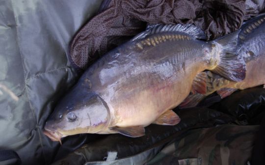 Karpfen