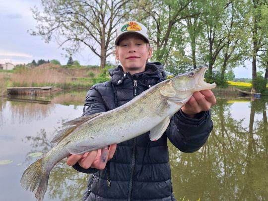 Zander