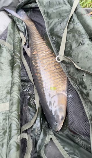 Graskarpfen