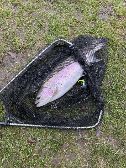 Regenbogenforelle