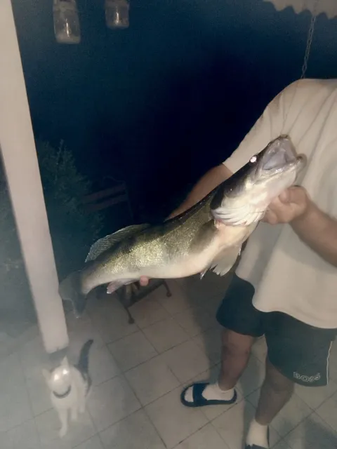 Zander