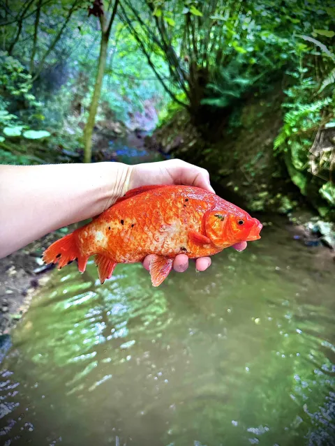 Goldfisch