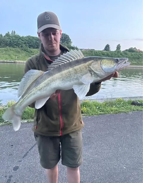 Zander