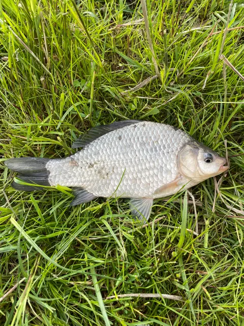 Karausche