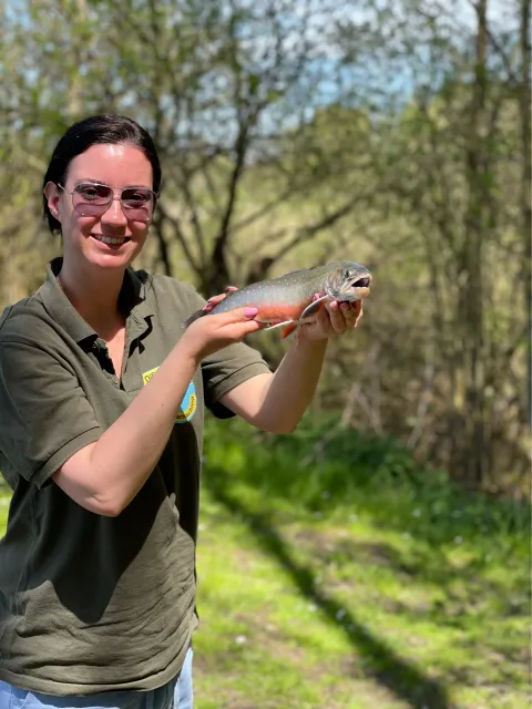 Bachsaibling
