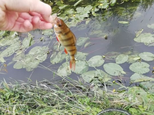 Flussbarsch