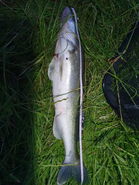 Zander