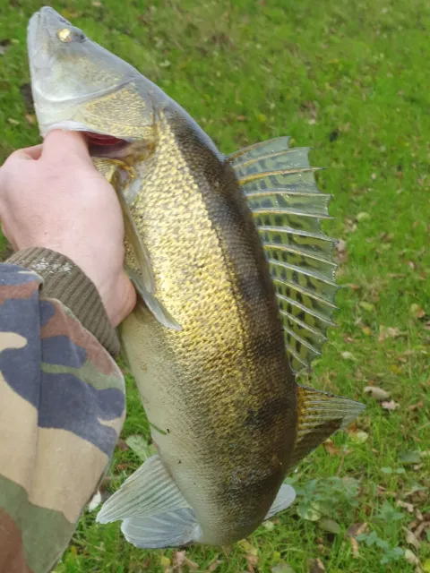 Zander