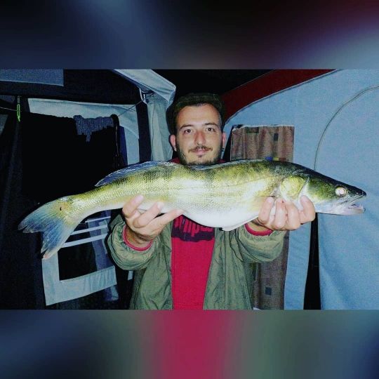 Zander