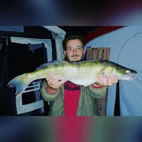 Zander