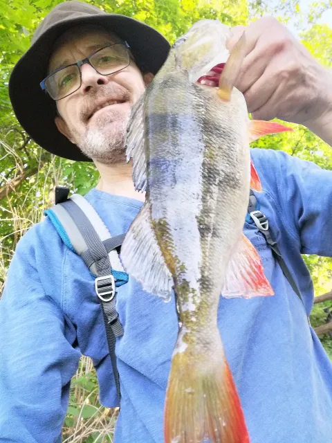 Flussbarsch