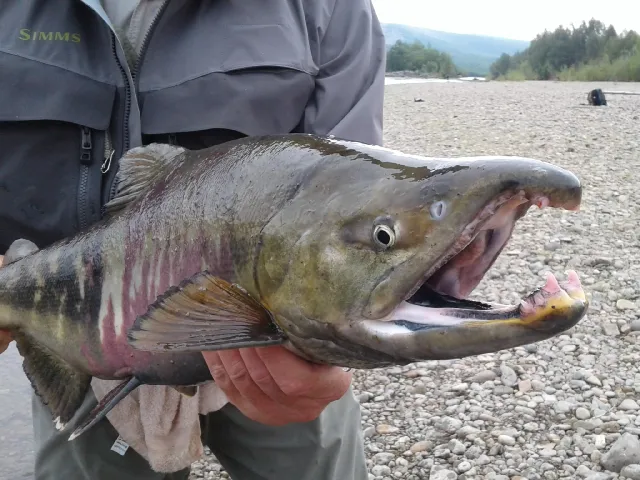 Lachs