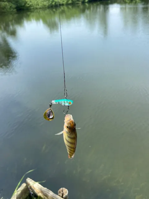 Flussbarsch
