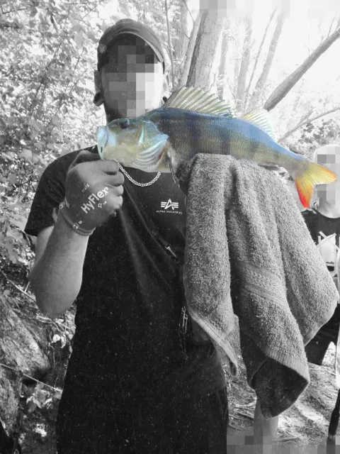 Flussbarsch