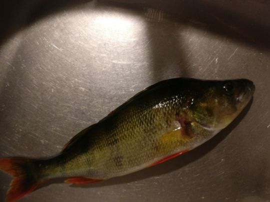 Flussbarsch