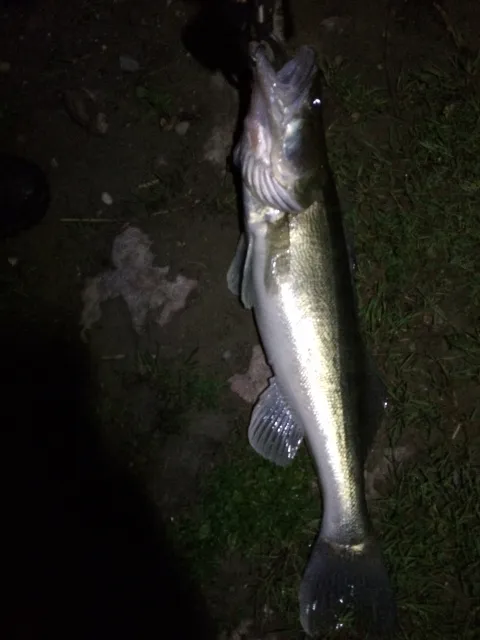 Zander