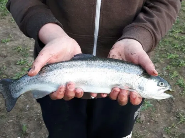 Regenbogenforelle