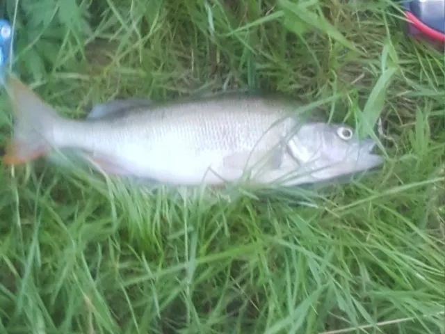 Flussbarsch
