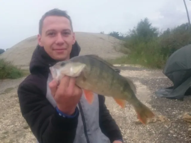 Flussbarsch