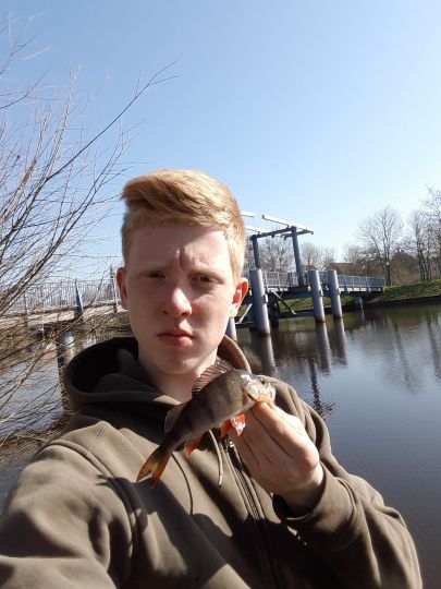 Flussbarsch