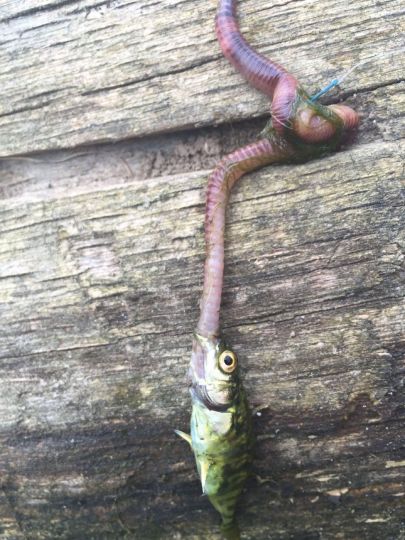 Dreistachliger Stichling