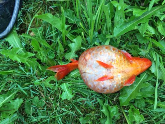 Goldfisch