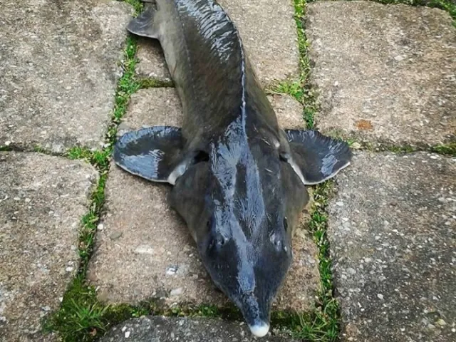 Stör