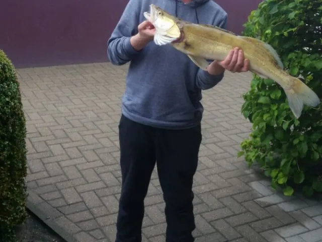 Zander