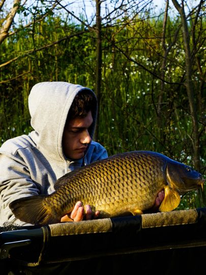 Karpfen