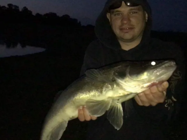 Zander