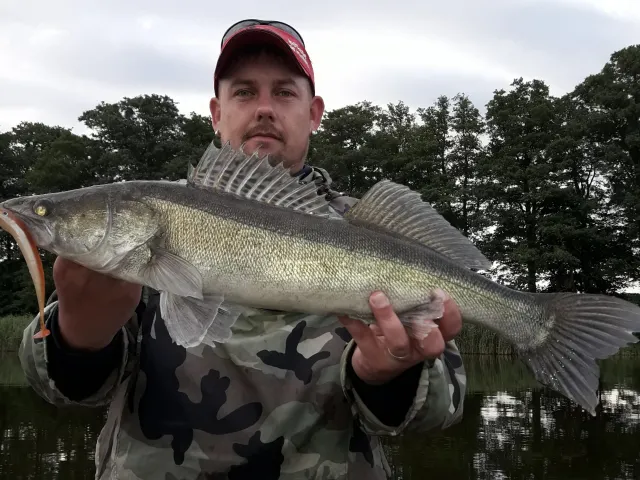 Zander