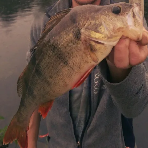 Flussbarsch