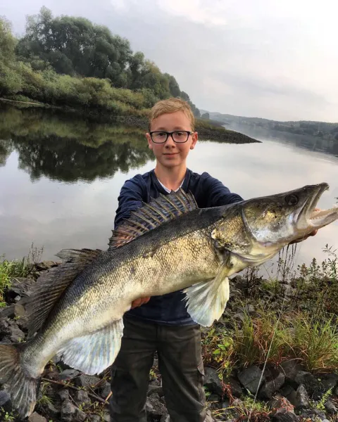 Zander