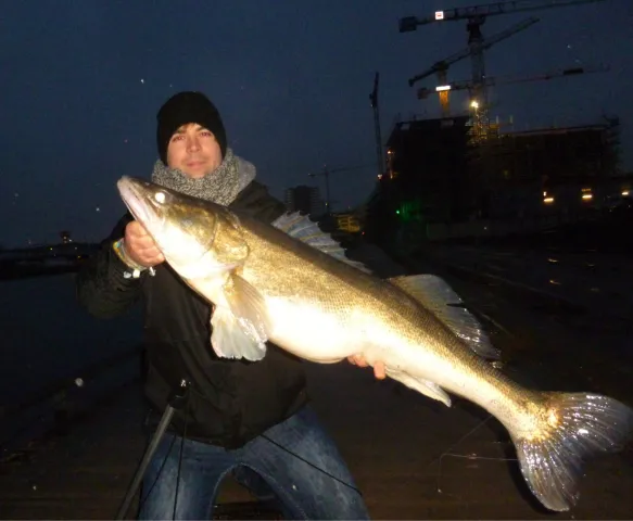 Zander